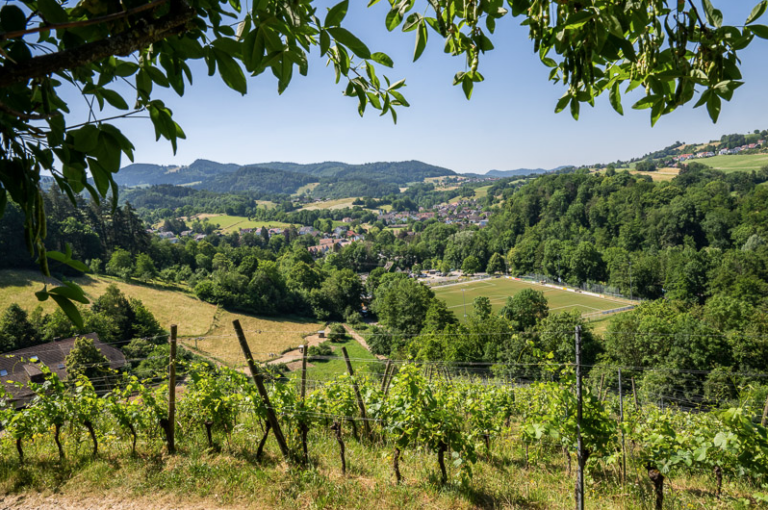 Solidarischer Weinberg Mühlebuck